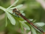Foto: Frühe Adonislibelle (Autor: Dr. A. Pardey)