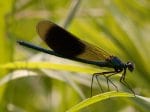 Foto: Gebänderte Prachtlibelle