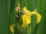 Foto: Gelbe Schwertlilie (Autor: Dr. A. Pardey)