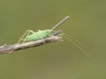 Foto: Gemeine Eichenschrecke (Autor: Dr. A. Pardey)