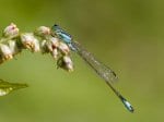 Foto: Gemeine Pechlibelle (Autor: Dr. A. Pardey)
