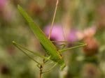 Foto: Gemeine Sichelschrecke (Autor: Dr. A. Pardey)