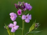 Foto: Gewöhnliche Nachtviole (Autor: Dr. A. Pardey)