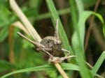 Foto: Gewöhnliche Strauchschrecke (Autor: Dr. A. Pardey)
