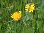 Foto: Gewöhnliches Ferkelkraut (Autor: Dr. A. Pardey)