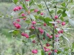 Foto: Gewöhnliches Pfaffenhütchen(Autor: Dr. A. Pardey)