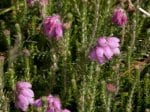 Foto: Glockenheide (Autor: Dr. A. Pardey)