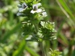 Foto: Hain-Augentrost (Autor: Dr. A. Pardey)