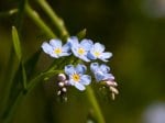 Foto: Hain-Vergissmeinnicht (Autor: Dr. A. Pardey)