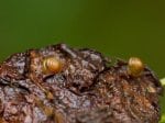 Foto: Helles Kegelchen (Autor: Dr. A. Pardey)