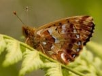 Foto: Hochmoor-Perlmutterfalter (Autor: Dr. A. Pardey)