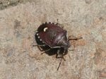 Foto: Holcostethus sphacelatus (Autor: Dr. A. Pardey)