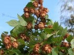 Foto: Hopfen (Autor: Dr. A. Pardey)