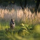Foto: Jan Noack / NABU NRW