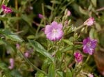 Foto: Kleinblütiges Weidenröschen (Autor: Dr. A: Pardey)