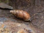 Foto: Kleine Turmschnecke (Autor: Dr. A. Pardey)