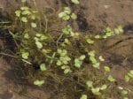 Foto: Kleine Wasserlinse (Autor: Dr. A. Pardey)