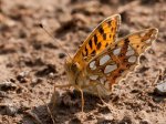 Foto: Kleiner Perlmutterfalter (Autor: Dr. A. Pardey)