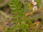 Foto: Kleiner Vogelfuß (Autor: Dr. A. Pardey)