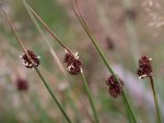 Foto: Knäuel-Binse (Autor: Dr. A. Pardey)