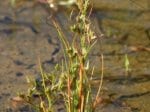 Foto: Kröten-Binse (Autor: Dr. A. Pardey)