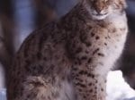 Foto: Luchs (Autor: H. Pieper)