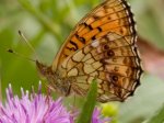 Foto: Mädesüß-Perlmutterfalter (Autor: Dr. A. Pardey)