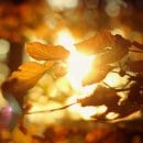 Foto: Nationalparkverwaltung Eifel / M. Weisgerber