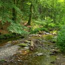 Foto: Nationalparkverwaltung Eifel / M. Weisgerber