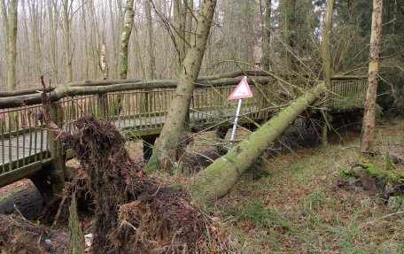 Foto: Nationalparkverwaltung Eifel / M. Weisgerber