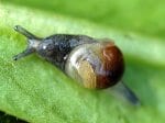 Foto: Ohrförmige Glasschnecke (Autor: H. Kobialka)