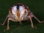 Foto: Punktierte Winkerzikade (Autor: G. Kunz)