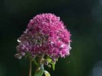 Foto: Purpur-Fetthenne (Autor: A. Pardey)