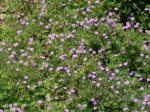 Foto: Pyrenäen-Storchschnabel (Autor: Dr. A. Pardey)