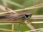 Foto: Roesels Beißschrecke (Autor: Dr. A. Pardey)