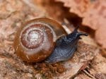 Foto: Rötliche Glanzschnecke (Autor: Dr. A. Pardey)