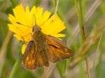 Foto: Rostfarbiger Dickkopffalter (Autor: Dr. A. Pardey)