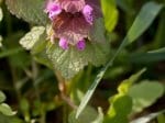 Foto: Rote Taubnessel (Autor: Dr. A. Pardey)