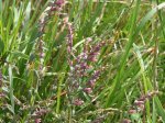 Foto: Roter Zahntrost (Autor: Dr. A. Pardey)