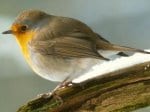 Foto: Rotkehlchen (Autor: M. Röös)