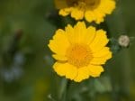 Foto: Saat-Wucherblume (Autor: Dr. A. Pardey)