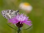 Foto: Schachbrett (Autor: Dr. A. Pardey)