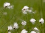 Foto: Scheiden-Wollgras (Autor: Dr. A. Pardey)