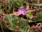 Foto: Schlitzblättriger Storchschnabel (Autor: Dr. A. Pardey)