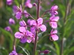 Foto: Schmalblättriges Weidenröschen (Autor: Dr. A. Pardey)