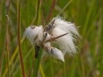 Foto: Schmalblättriges Wollgras (Autor: Dr. A. Pardey)