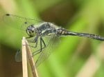 Foto: Schwarze Heidelibelle (Autor: Dr. A. Pardey)