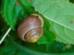 Foto: Schwarzmündige Bänderschnecke, Hain-Bänderschnecke (Autor: Dr. A. Pardey)