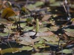 Foto: Schwimmendes Laichkraut (Autor: A. Pardey)