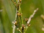 Foto: Spitzblütige Binse (Autor: Dr. A. Pardey)